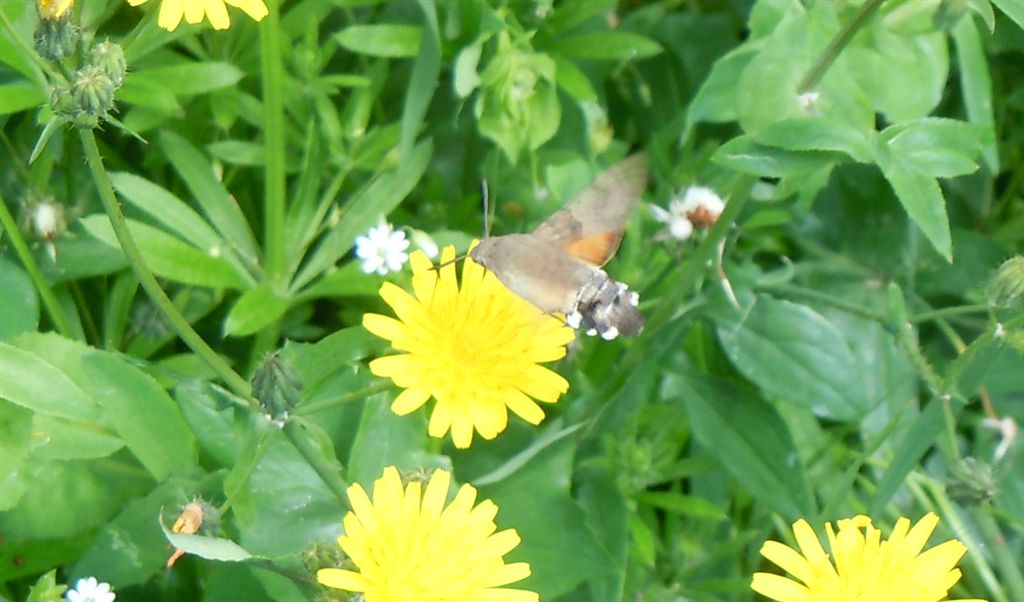 Macroglossum stellatarum